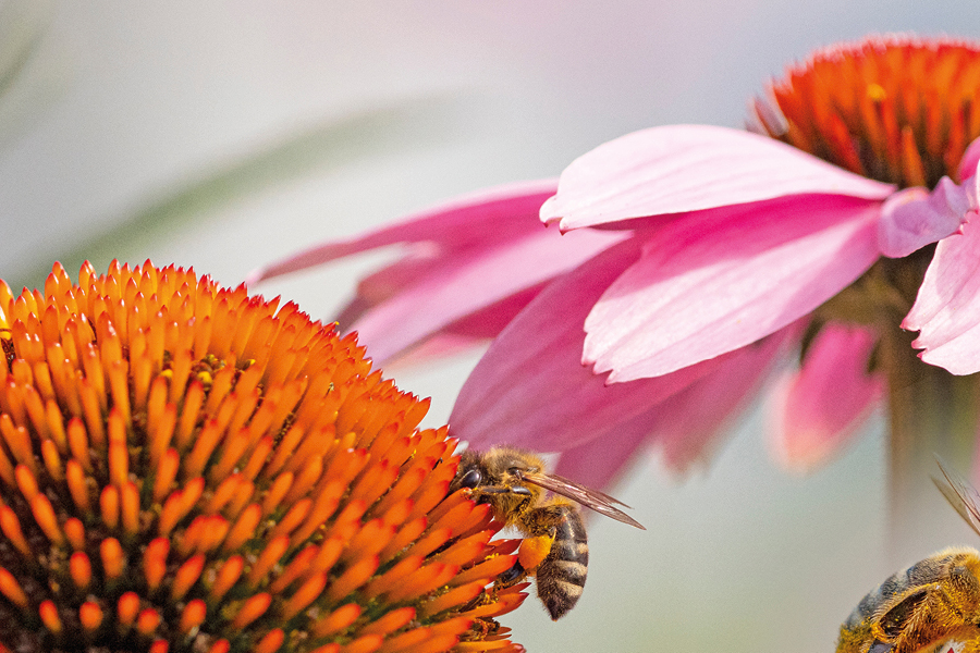 Free Restaurant Bootstrap Website Template by FreeHTML5.co