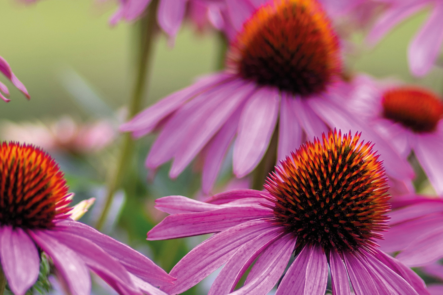 Free Restaurant Bootstrap Website Template by FreeHTML5.co