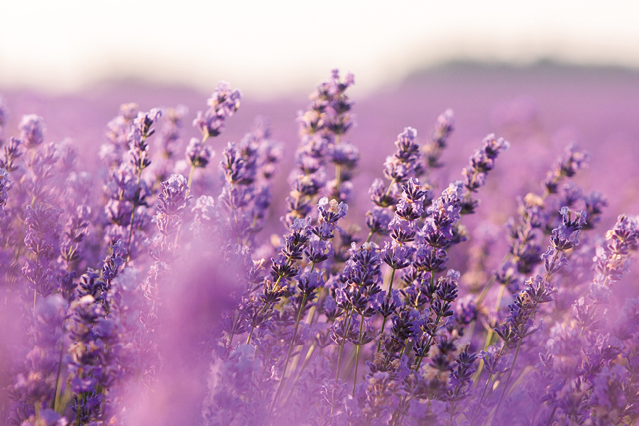 Free Restaurant Bootstrap Website Template by FreeHTML5.co